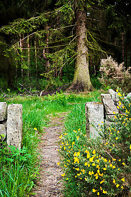 포토 JPG 해외이미지 나무 식물 길 백그라운드 잎 자국 자연 열대 풍경 사람없음 야외 세로 초록색 여름 평화 환경 침묵 봄 산책 하이킹 성장 신선 황무지 숲 오솔길 내추럴 삼림지대 선로 그리너리 해외202004 해외포토 계절 컬러 컨셉 레저 휴식 소리 생태계 파일형식 트랜드컬러 이미지허브