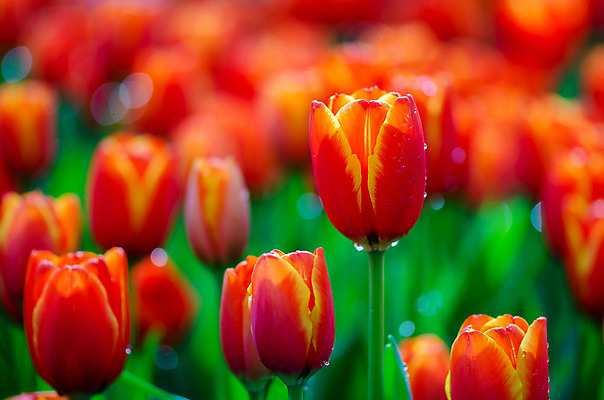포토 JPG 해외이미지 식물 디자인 계절 공원 꽃잎 꽃 줄기 분홍색 꽃다발 백그라운드 잎 꽃무늬 밭 자연 휴가 부활절 발렌타인데이 선물 사랑 사람없음 장식 빨간색 초록색 여름 컬러풀 노란색 머리 정원 보라색 봄 튤립 벚꽃 흰색 축하 신선 다발 내추럴 고립 해외202004 해외포토 공공시설 기념일 감정 컬러 컨셉 무늬 농업 데이이벤트 신체부위 생태계 파일형식 이미지허브