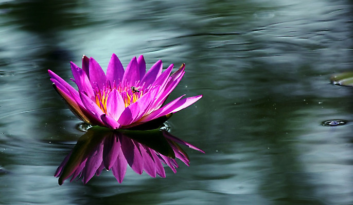 포토 JPG 해외이미지 식물 공원 꽃잎 꽃 분홍색 꽃다발 백그라운드 잎 꽃무늬 밭 농업 자연 하늘 연꽃 사람없음 야외 여름 컬러풀 햇빛 태양 노란색 정원 보라색 성장 벚꽃 나뭇가지 농촌 연못 신선 화려 개화 고급 우아함 자연백그라운드 심기 해외202004 해외포토 자연요소 나무 계절 공공시설 산업 컬러 컨셉 무늬 모션 시골 생태계 파일형식 이미지허브