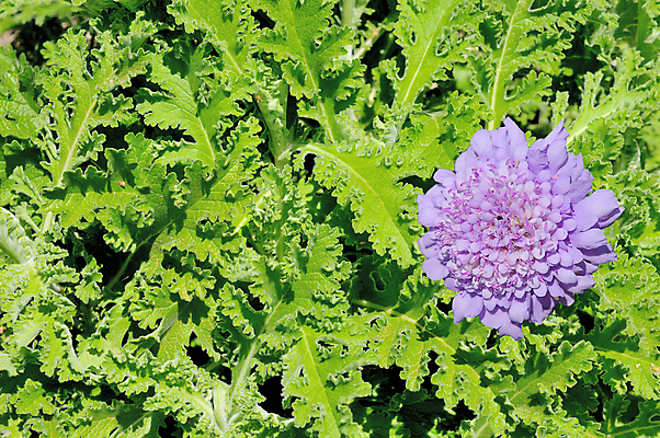 포토 JPG 해외이미지 식물 꽃 분홍색 잎 아프리카 사람없음 초록색 보라색 원주민 약초 남아프리카 해외202004 해외포토 나라 컬러 풀_식물 아프리카인 파일형식 이미지허브