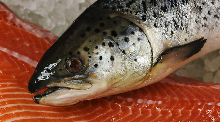 포토 JPG 해외이미지 접시 요리 사람없음 식당 자르기 해산물 소금 점심식사 정물화 해외202004 해외포토 식기 모션 상점 식사 그림 파일형식 이미지허브