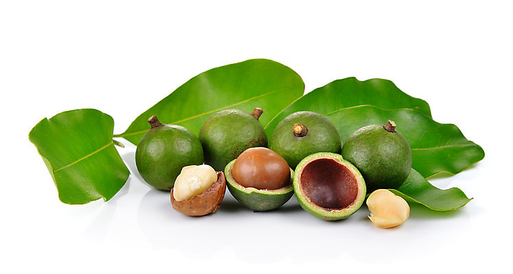 포토 JPG 해외이미지 나무 식물 음식 백그라운드 잎 농업 과일 자연 매달리기 건강 씨앗 사람없음 야외 초록색 농장 갈색 견과류 껍질 흰색 신선 그룹 과수원 유기농 날것 내추럴 고립 이국적 해외202004 해외포토 웰빙 산업 컬러 모션 생태계 파일형식 이미지허브