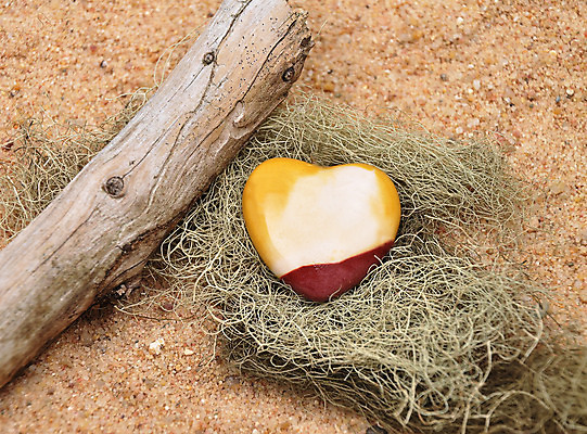 포토 JPG 해외이미지 식물 모래 백그라운드 날씨 건조 이끼 사람없음 목재 빨간색 초록색 빛 갈색 노란색 회색 흰색 나뭇가지 하트 크리스탈 보석 팔 해외202004 해외포토 모양 나무 컬러 재료 신체부위 광석 파일형식 이미지허브