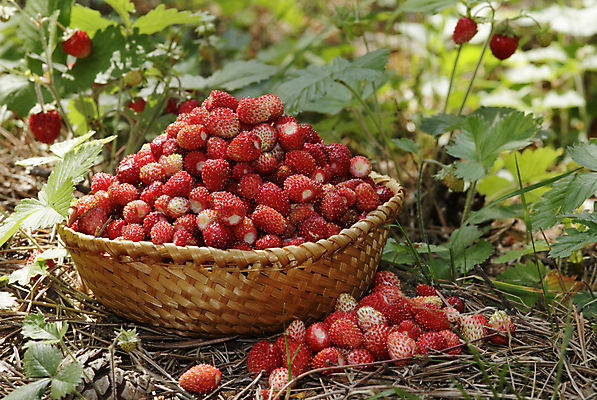포토 JPG 해외이미지 접시 음식 과일 자연 사람없음 빨간색 달콤 맛 숲 내추럴 해외202004 해외포토 식기 컬러 컨셉 생태계 파일형식 이미지허브