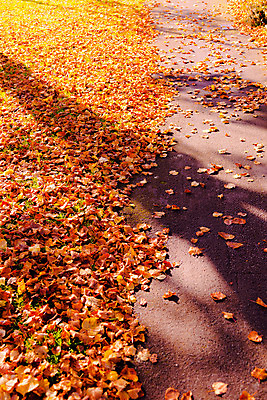 포토 JPG 해외이미지 나무 공원 도로 길 백그라운드 오렌지 잉글랜드 따뜻함 사랑 사람없음 야외 빨간색 초록색 컬러풀 노란색 여행객 놀람 산책 공백 활발 가을 도시 방향 향수 감탄 환상 현실 해외202004 해외포토 식물 계절 공공시설 감정 컬러 컨셉 과일 교통시설 휴식 영국 표정 사람 화장품 파일형식 이미지허브
