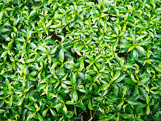 포토 JPG 해외이미지 나무 식물 디자인 공원 꽃 백그라운드 잎 패턴 농업 자연 추상 사람없음 야외 목재 초록색 빛 환경 정원 봄 성장 나뭇가지 신선 유기농 질감 아이비 내추럴 해외202004 해외포토 웰빙 계절 공공시설 산업 컬러 무늬 재료 생태계 파일형식 이미지허브