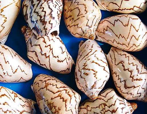 포토 JPG 해외이미지 바다 백그라운드 자연 벽지 조류 추상 조개 기술 선물 사람없음 물 껍질 그룹 소라 오브젝트 기념품 해외202004 해외포토 자연요소 동물 무늬 어패류 생태계 파일형식 이미지허브