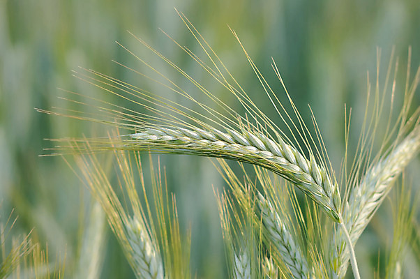 포토 JPG 해외이미지 식물 전통 계절 음식 줄기 백그라운드 밭 농업 재료 자연 아침 건강 옥수수 사람없음 빛 농작물 농장 맑음 식사 수확 성장 시골 낟알 땅 시리얼 밀 굽기 먹기 유기농 질감 알맹이 날것 보리 귀 영양 밀짚 내추럴 숙성 해외202004 해외포토 주간 웰빙 산업 모션 날씨 곡류 신체부위 짚 구이 생태계 파일형식 이미지허브