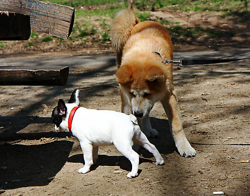 포토 JPG 해외이미지 동물 얼굴 신체 사람없음 반려동물 일본 힘 용기 자신감 개 강아지 위험 큼 근육질 고체 기르기 지능 힘찬 해외202004 해외포토 그릇 감정 아시아 컨셉 포유류 근육 신체부위 크기 몸매 돌봄 파일형식 이미지허브