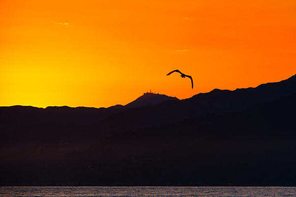 포토 JPG 해외이미지 주간 한마리 해외풍경 실루엣 조류 사람없음 야외 노을 미국 비행 캘리포니아 해외202004 해외포토 자연요소 동물 1 해외 북아메리카 촬영기법 풍경 파일형식 이미지허브
