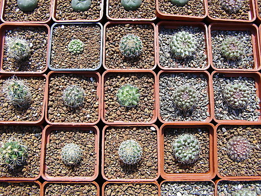 포토 JPG 해외이미지 식물 채소 선인장 들기 사람없음 초록색 가시 영원 해외202004 해외포토 컬러 모션 파일형식 이미지허브