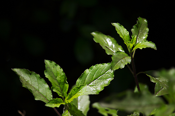 포토 JPG 해외이미지 식물 음식 백그라운드 잎 채소 재료 태국 자연 건강 요리 사람없음 초록색 정원 흰색 신선 허브 유기농 신성 향 바질 내추럴 해외202004 해외포토 웰빙 아시아 컬러 생태계 파일형식 이미지허브