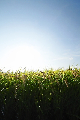 포토 JPG 해외이미지 아시아 음식 백그라운드 자연 하늘 밥 동양인 풍경 사람없음 야외 초록색 농작물 농장 농경지 시골 황금 낟알 땅 유기농 내추럴 논밭 해외202004 해외포토 웰빙 나라 컬러 밭 농업 논 인종 생태계 파일형식 이미지허브