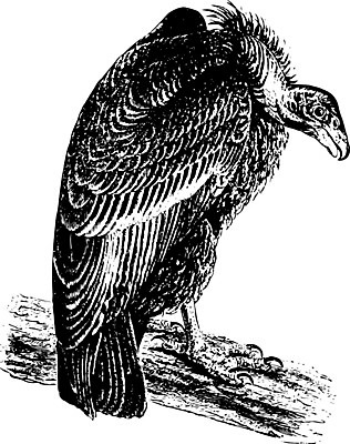 EPS 해외이미지 선 일러스트 조류 새로움 미술 세계 검은색 흰색 먹이 그림 캘리포니아 북쪽 육식 판화 멸종 해외202004 해외일러스트 동물 컬러 컨셉 문화예술 미국 방향 파일형식 벡터 이미지허브