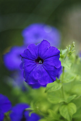 포토 JPG 해외이미지 식물 꽃 잎 자연 사람없음 야외 초록색 정원 보라색 닫기 보케 피튜니아 해외202004 해외포토 컬러 모션 생태계 파일형식 이미지허브