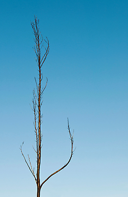 포토 JPG 해외이미지 나무 오렌지 자연 하늘 불 불꽃 건조 풍경 사람없음 야외 목재 파란색 갈색 환경 검은색 손상 나뭇가지 긴급 죽음 소나무 황무지 떨어짐 숲 위험 큼 장면 구김 생태학 석탄 재 재앙 지옥 화상 해외202004 해외포토 자연요소 식물 교육 컬러 컨셉 과일 재료 모션 상처 크기 생태계 파일형식 이미지허브