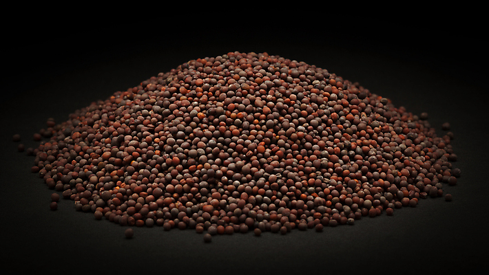 포토 JPG 해외이미지 사람없음 검은색 낟알 향신료 겨자씨 해외202004 해외포토 컬러 씨앗 향미료 파일형식 이미지허브