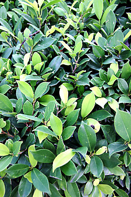 포토 JPG 해외이미지 나무 식물 공원 꽃 곤충 백그라운드 잎 자연 사람없음 초록색 정원 성장 나뭇가지 숲 과수원 촉수 삼림지대 해외202004 해외포토 동물 공공시설 컬러 농업 생태계 파일형식 이미지허브