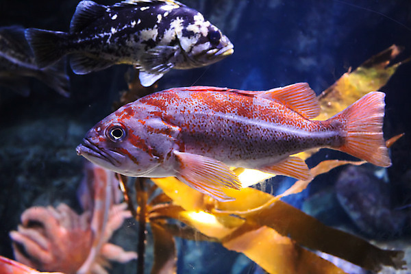 포토 JPG 해외이미지 사람없음 수중 수족관 해외202004 해외포토 파일형식 이미지허브