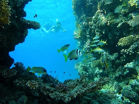 포토 JPG 해외이미지 식물 동물 야생동물 잎 자연 표면 어류 사람없음 초록색 물 반사 사진촬영 수중 투명 스노클링 산호 잠수부 잠수함 다이빙 암초 동물상 해외202004 해외포토 자연요소 컬러 조형물 촬영 수영 수중동물 수상스포츠 자포동물 전문직 생태계 수중스포츠 파일형식 이미지허브