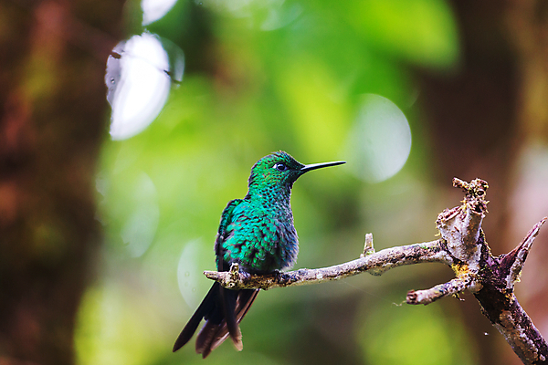 포토 JPG 해외이미지 동물 꽃 야생동물 음식 섬 날개 오렌지 자연 조류 날리기 사람없음 초록색 빛 미국 습지 숲 작음 먹기 깃털 꼬리 부리 광택 꿀 공평 계산서 벌새 서쪽 수유 이국적 해외202004 해외포토 식물 컬러 북아메리카 과일 모션 크기 방향 생태계 파일형식 이미지허브