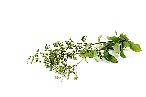 포토 JPG 해외이미지 식물 꽃 줄기 자연 한국 사람없음 초록색 여름 약 일본 중국 벚꽃 열 약초 제비꽃 암 자연요법 해외202004 해외포토 계절 아시아 컬러 의학 풀_식물 질병 생태계 파일형식 이미지허브