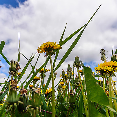 포토 JPG 해외이미지 식물 계절 꽃잎 꽃 행복 분홍색 백그라운드 잎 꽃무늬 밭 농업 자연 하늘 풍경 사람없음 야외 장식 빨간색 초록색 여름 파란색 컬러풀 노란색 환경 정원 보라색 봄 활발 성장 벚꽃 흰색 나뭇가지 신선 개화 다발 묘사 데이지 내추럴 해외202004 해외포토 나무 감정 산업 컬러 컨셉 무늬 생태계 파일형식 이미지허브