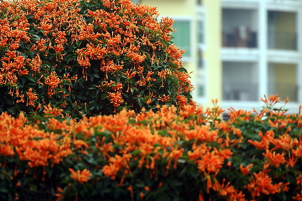 포토 JPG 해외이미지 꽃 사람없음 초록색 신선 내추럴 이국적 해외202004 해외포토 식물 컬러 파일형식 이미지허브