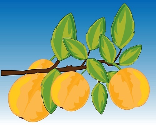 EPS 해외이미지 나무 음식 다이어트 과일 일러스트 자연 하늘 노란색 정원 소리 수확 나뭇가지 신선 달콤 맛 그림 유기농 시트 자두 해외202004 해외일러스트 식물 웰빙 컬러 컨셉 농업 건강 생태계 파일형식 벡터 이미지허브