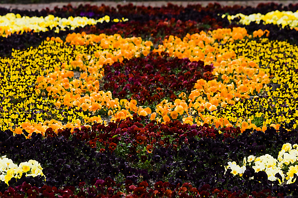 포토 JPG 해외이미지 식물 계절 꽃잎 꽃 잎 자연 부활절 사람없음 초록색 정원 보라색 봄 개화 제비꽃 내추럴 정중 해외202004 해외포토 기념일 컬러 컨셉 생태계 파일형식 이미지허브