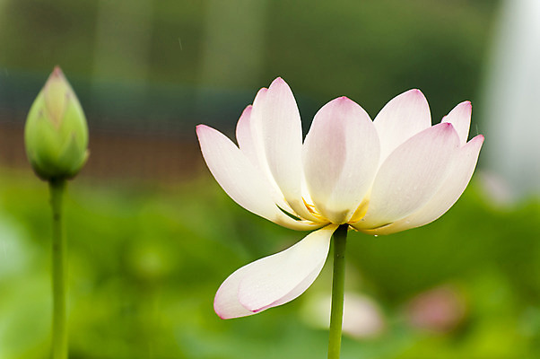 포토 JPG 주간 분홍색 연꽃 사람없음 야외 아웃포커스 두송이 꽃봉오리 시흥 관곡지 국내포토 자연요소 꽃 컬러 2 촬영기법 경기도 파일형식