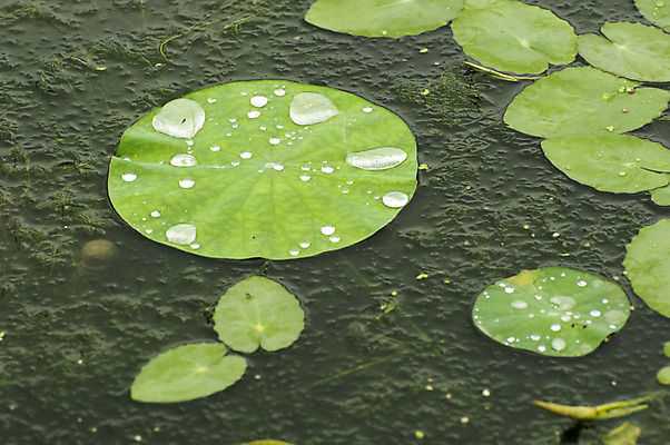 포토 JPG 주간 한국 사람없음 야외 물방울 연못 비 연잎 시흥 관곡지 국내포토 자연요소 아시아 잎 날씨 경기도 파일형식