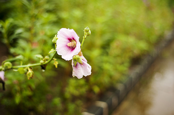 포토 JPG 주간 분홍색 사람없음 야외 아웃포커스 두송이 무궁화 시흥 관곡지 국내포토 자연요소 꽃 컬러 2 촬영기법 경기도 파일형식