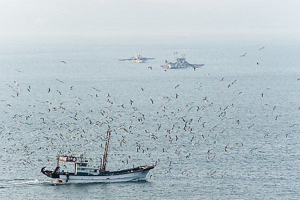 포토 JPG 주간 바다 여러마리 갈매기 한국 풍경 사람없음 야외 어선 황청포구 국내포토 자연요소 아시아 다수 배_교통 조류 인천 파일형식