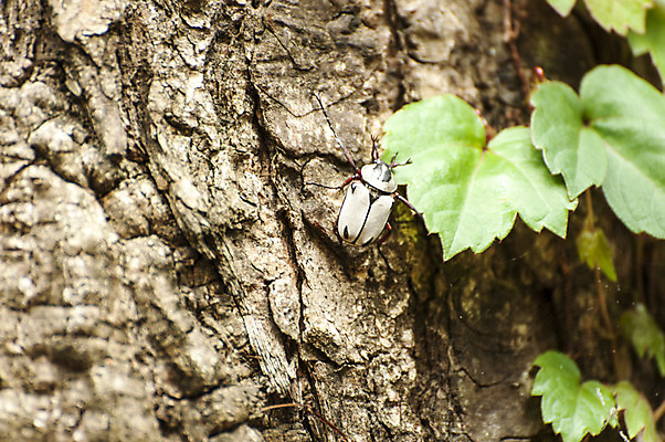 포토 JPG 주간 나무 한마리 곤충 나뭇잎 사람없음 야외 나무껍질 국내포토 자연요소 식물 동물 1 잎 껍질 파일형식