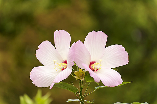 포토 JPG 주간 분홍색 사람없음 야외 아웃포커스 두송이 무궁화 국내포토 자연요소 꽃 컬러 2 촬영기법 파일형식
