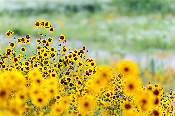 포토 JPG 주간 꽃 여러송이 꽃밭 사람없음 야외 아웃포커스 노란색 국내포토 자연요소 식물 컬러 다수 촬영기법 파일형식