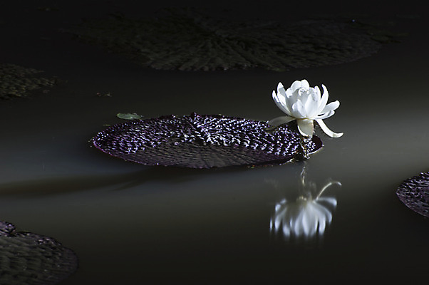 포토 JPG 한송이 한국 연꽃 사람없음 야외 흰색 연못 야간 연잎 시흥 관곡지 국내포토 자연요소 1 꽃 아시아 컬러 잎 송이 경기도 파일형식
