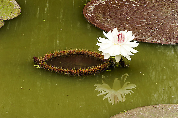 포토 JPG 주간 한송이 한국 연꽃 이끼 사람없음 야외 반사 연못 연잎 물이끼 국내포토 자연요소 1 꽃 아시아 잎 송이 파일형식