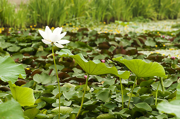포토 JPG 주간 한송이 한국 연꽃 사람없음 야외 흰색 연못 연잎 시흥 관곡지 국내포토 자연요소 1 꽃 아시아 컬러 잎 송이 경기도 파일형식
