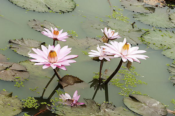포토 JPG 주간 분홍색 여러송이 한국 연꽃 사람없음 야외 연못 연잎 시흥 관곡지 국내포토 자연요소 꽃 아시아 컬러 다수 잎 경기도 파일형식