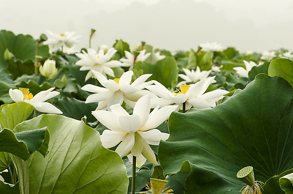 포토 JPG 주간 여러송이 한국 연꽃 사람없음 야외 흰색 연잎 시흥 관곡지 국내포토 자연요소 꽃 아시아 컬러 다수 잎 경기도 파일형식