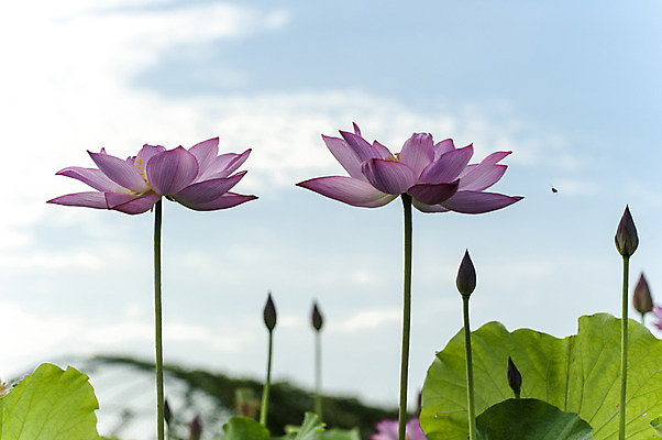 포토 JPG 주간 분홍색 하늘 한국 연꽃 사람없음 야외 두송이 연잎 꽃봉오리 시흥 관곡지 국내포토 자연요소 꽃 아시아 컬러 잎 2 경기도 파일형식