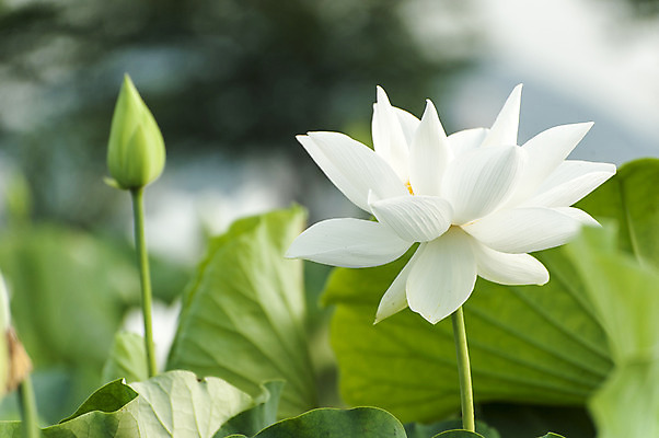 포토 JPG 주간 한송이 연꽃 사람없음 야외 아웃포커스 흰색 연잎 꽃봉오리 시흥 관곡지 국내포토 자연요소 1 꽃 컬러 잎 촬영기법 송이 경기도 파일형식