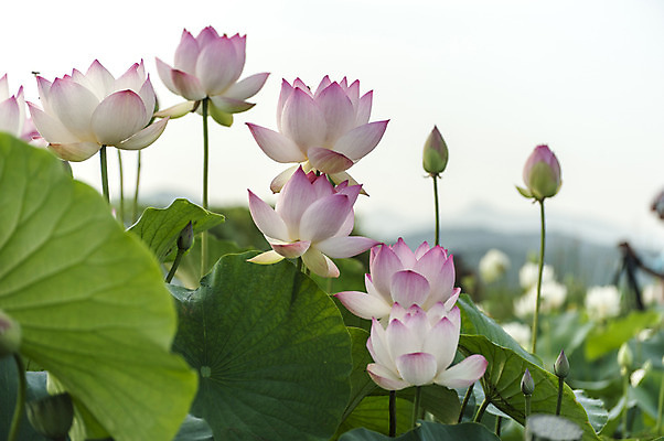 포토 JPG 주간 분홍색 여러송이 한국 연꽃 사람없음 야외 연잎 꽃봉오리 시흥 관곡지 국내포토 자연요소 꽃 아시아 컬러 다수 잎 경기도 파일형식