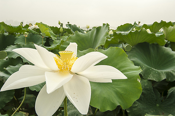 포토 JPG 주간 한송이 한국 연꽃 사람없음 야외 흰색 연잎 시흥 관곡지 국내포토 자연요소 1 꽃 아시아 컬러 잎 송이 경기도 파일형식