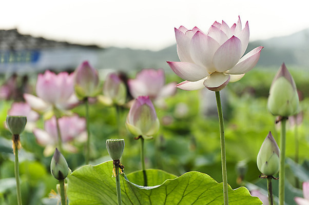 포토 JPG 주간 여러송이 연꽃 씨앗 사람없음 야외 아웃포커스 연잎 꽃봉오리 시흥 관곡지 국내포토 자연요소 식물 꽃 다수 잎 촬영기법 경기도 파일형식