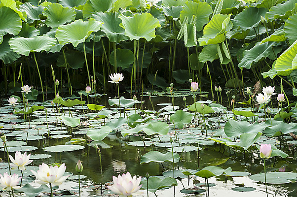 포토 JPG 주간 여러송이 한국 연꽃 사람없음 야외 연못 연잎 시흥 관곡지 국내포토 자연요소 꽃 아시아 다수 잎 경기도 파일형식