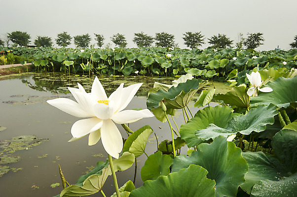 포토 JPG 주간 한국 연꽃 사람없음 야외 흰색 연못 연잎 흐림 시흥 관곡지 국내포토 자연요소 꽃 아시아 컬러 잎 날씨 경기도 파일형식