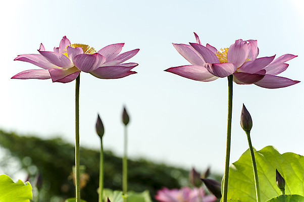 포토 JPG 주간 분홍색 연꽃 사람없음 야외 아웃포커스 두송이 꽃봉오리 시흥 관곡지 국내포토 자연요소 꽃 컬러 2 촬영기법 경기도 파일형식